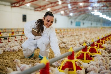 Ongoing recruitment in Agricultural Firms Poultry Worker massive needed